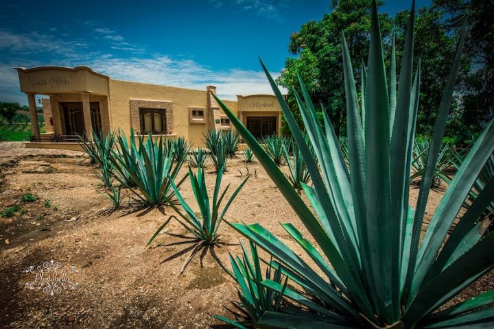 Mezcal - agave cactus
