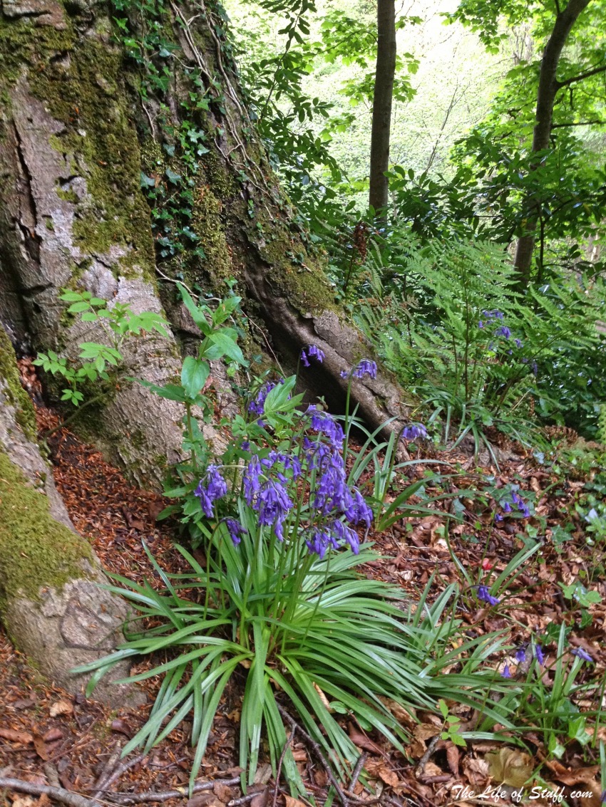 Massy's Estate, at the foot of the Dublin Mountains - Bluebells