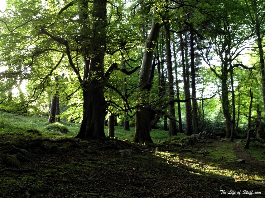 Massy's Estate, at the foot of the Dublin Mountains - Dappled Sunlight