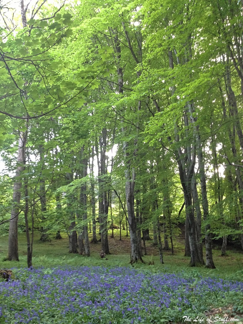 Massy's Estate, at the foot of the Dublin Mountains - Sea of Bluebells