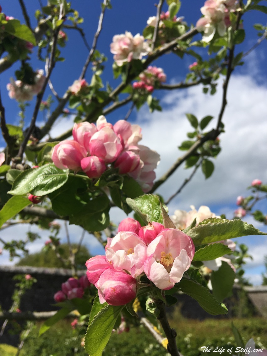 Duckett's Grove, Keenstown, Carlow in Photos - Blossoms
