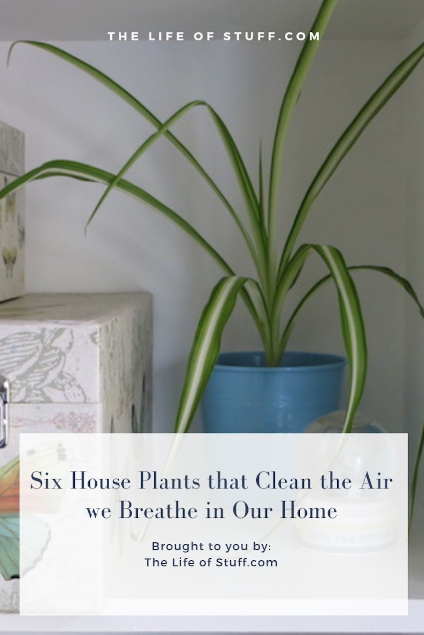 Six House Plants that Clean the Air we Breathe in Our Home - The Life of Stuff.com