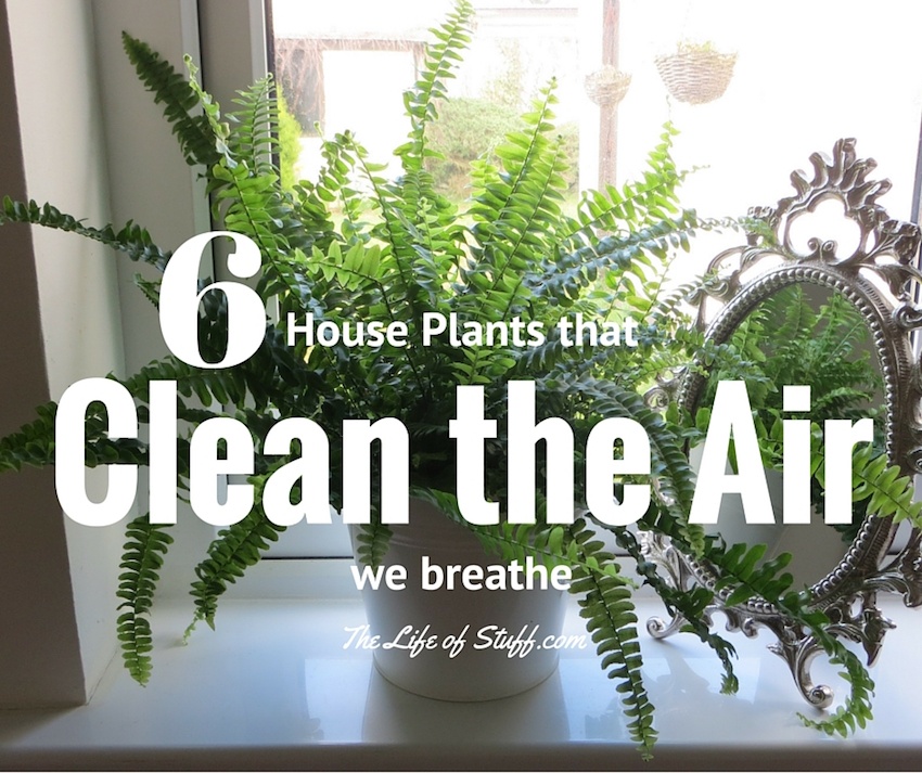 Six House Plants that Clean the Air in My Home