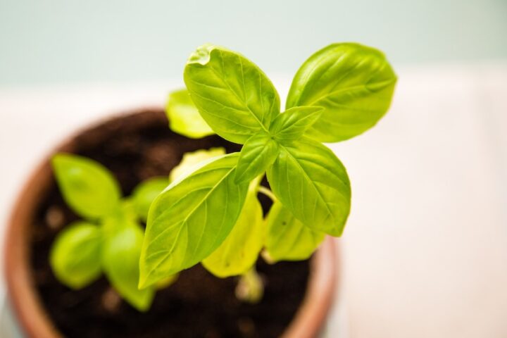 10 Things to do with Your Windowsill Herbs - Basil