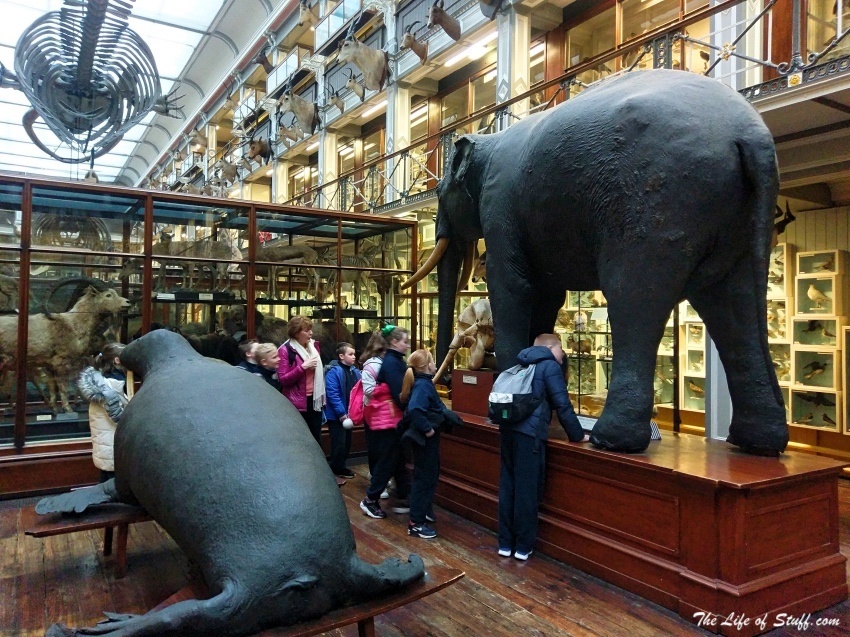 Cultural, Educational, Fun Things to Do for Toddlers in Dublin - Natural History Museum Dublin