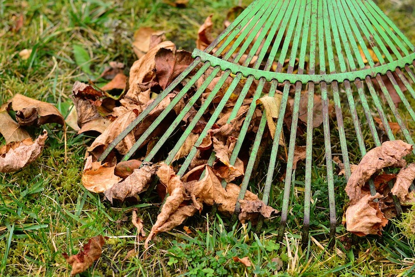 Gardening Tips - Preparing Your Garden for Autumn and Winter - Leaves