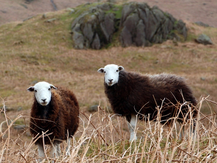UK Travels - Things to Do in the North Lake District this Autumn - Cumbrian Herdwick Sheep