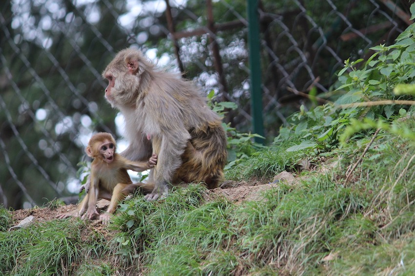 Exploring India - Top Five Things to See and Do in Shimla - monkeys