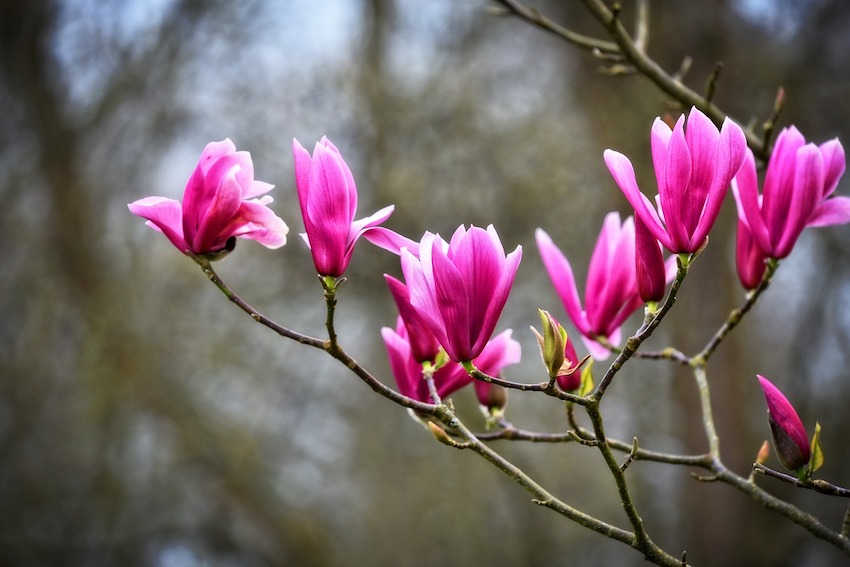 Add a Splash of Colour to your Garden using Flowering Trees and Shrubs - Ann Magnolias