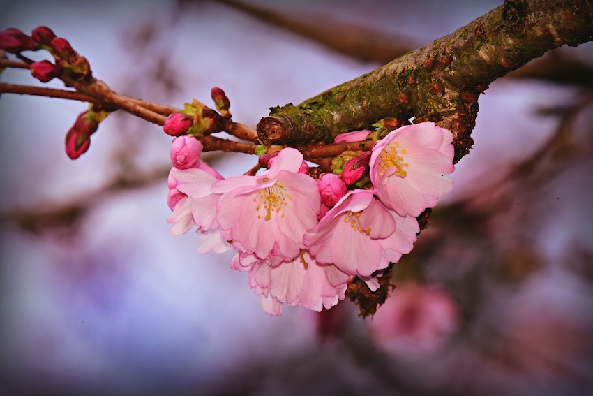 Add a Splash of Colour to your Garden using Flowering Trees and Shrubs - Flowering cherry trees