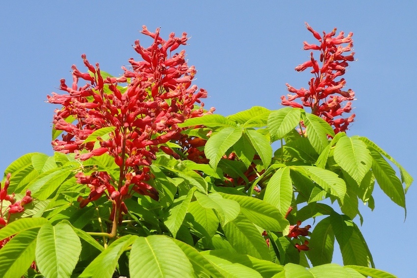 Add a Splash of Colour to your Garden using Flowering Trees and Shrubs - Red Buckeye