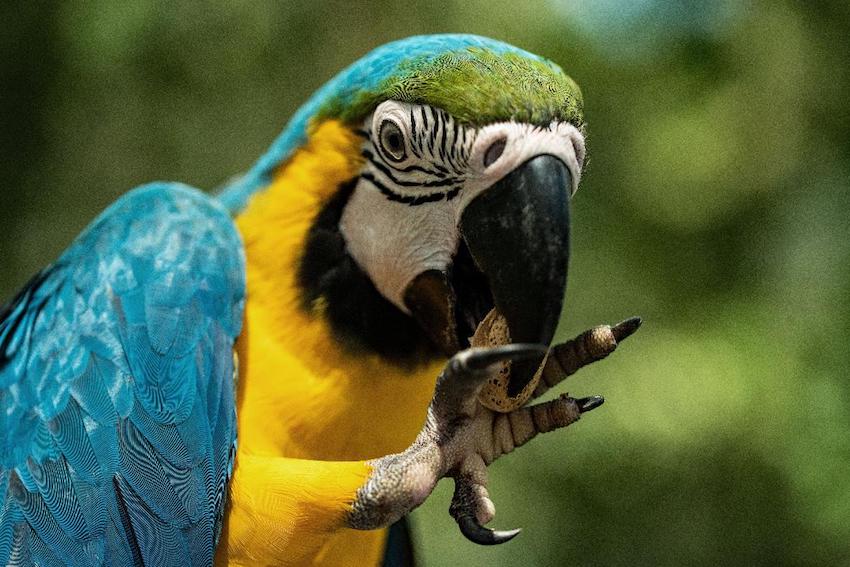 Family Activities to Try Out Around the Mediterranean this Summer - Feed a Parrot
