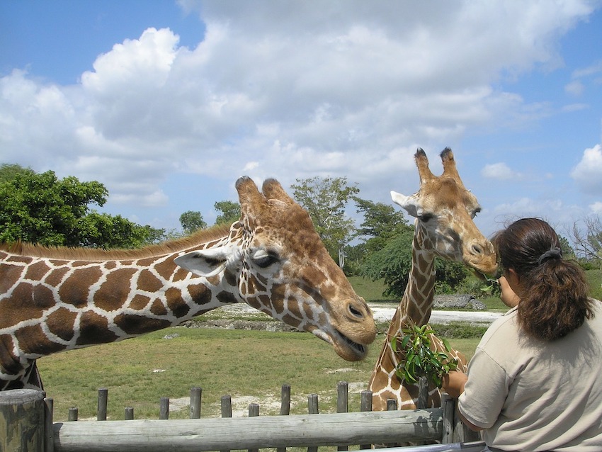Visiting Miami with Kids - Miami Zoo