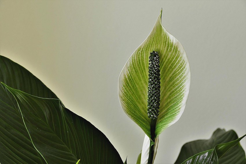 A Short Guide on How to Maintain a Healthy Home - Peace Lily