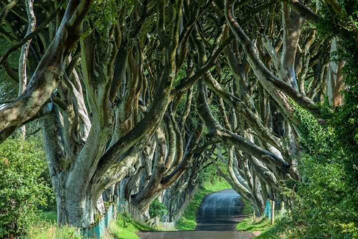Ireland Family Vacation - Clothing Tips - What to Wear - The Dark Hedges - County Antrim, Northern Ireland