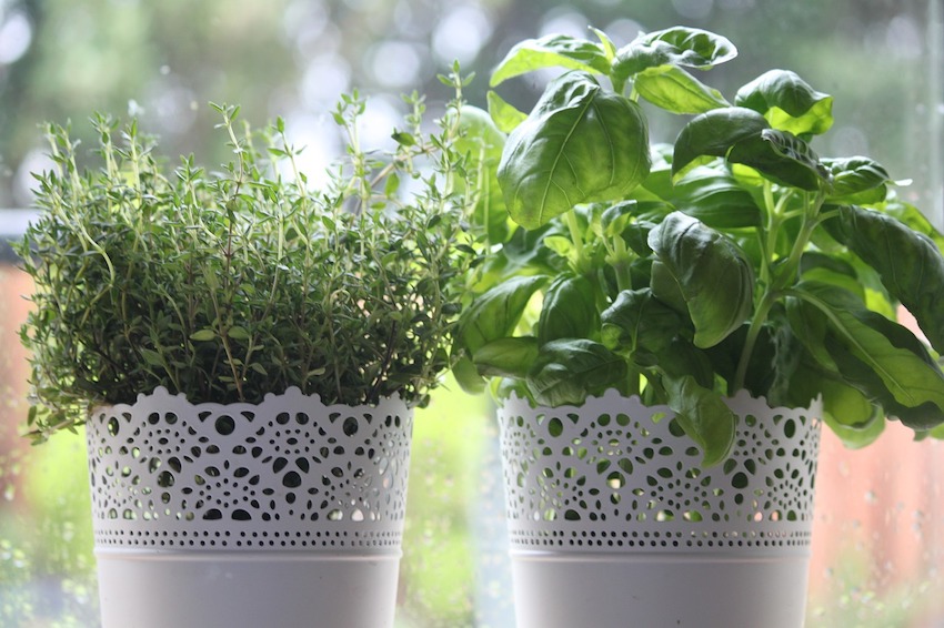 10 Recipes to Make with Your Windowsill Indoor Herbs - Thyme Herb