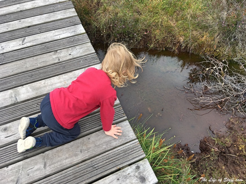 Abbeyleix Bog Walk - pools and moss