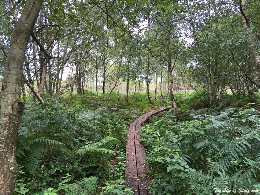 Abbeyleix Bog Walk - trees