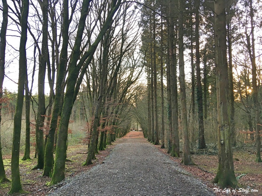12 Fabulous Free Reasons to Get Outdoors in County Kildare - Mullaghreelan Beech-lined Avenue