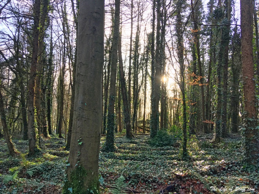 12 Fabulous Free Reasons to Get Outdoors in County Kildare - Mullaghreelan Wood