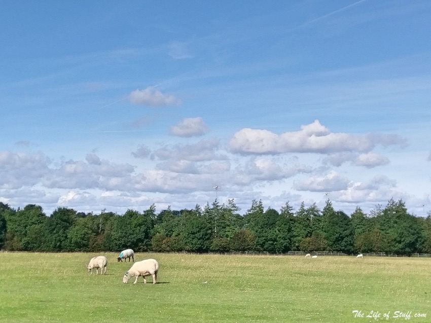 10 Fabulous Free Reasons to Get Outdoors in County Kildare - The Curragh Plain