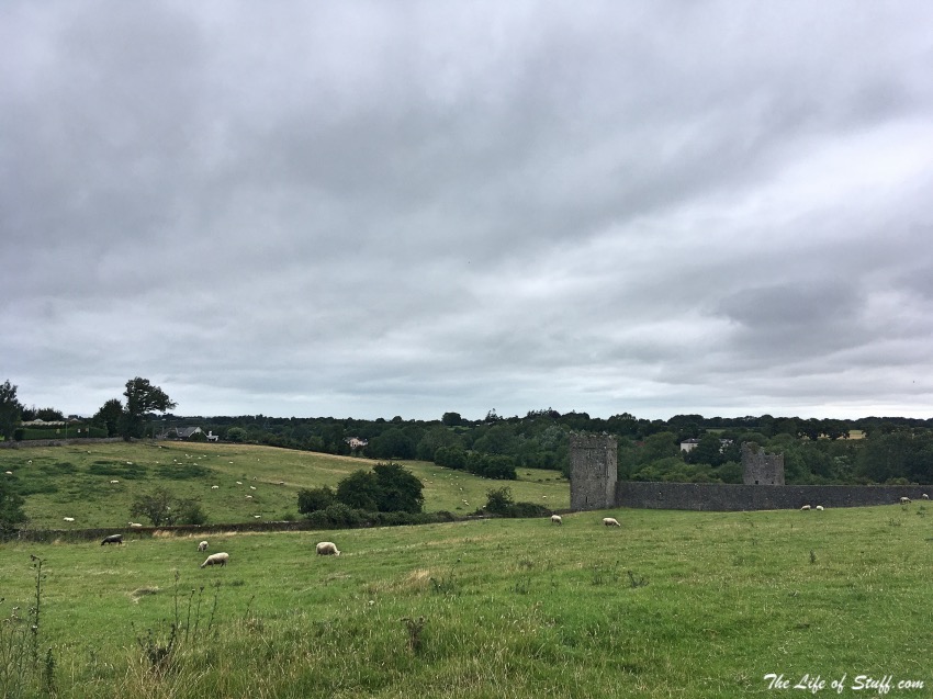 Exploring Kellys Priory in Co. Kilkenny, Ireland - Field of Sheep