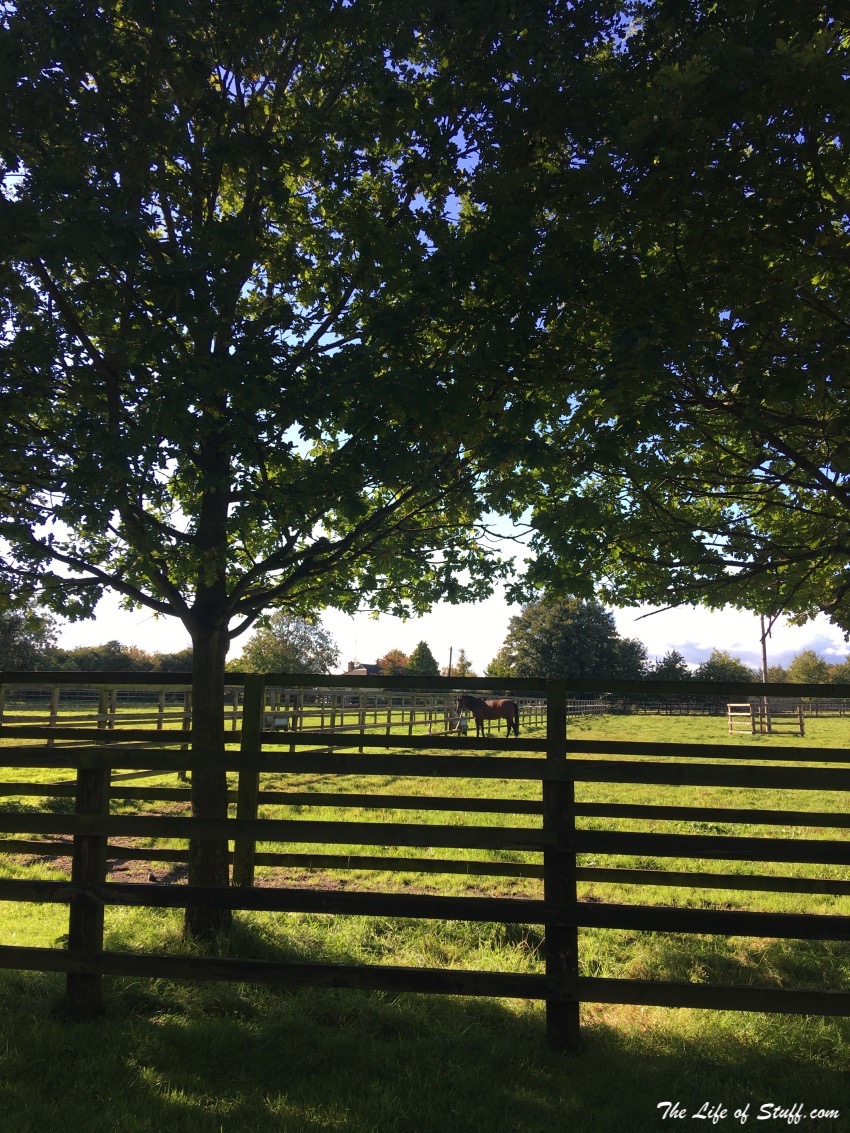 Get Into Kildare - A Fun Family Weekend Experience - Irish National Stud Horses