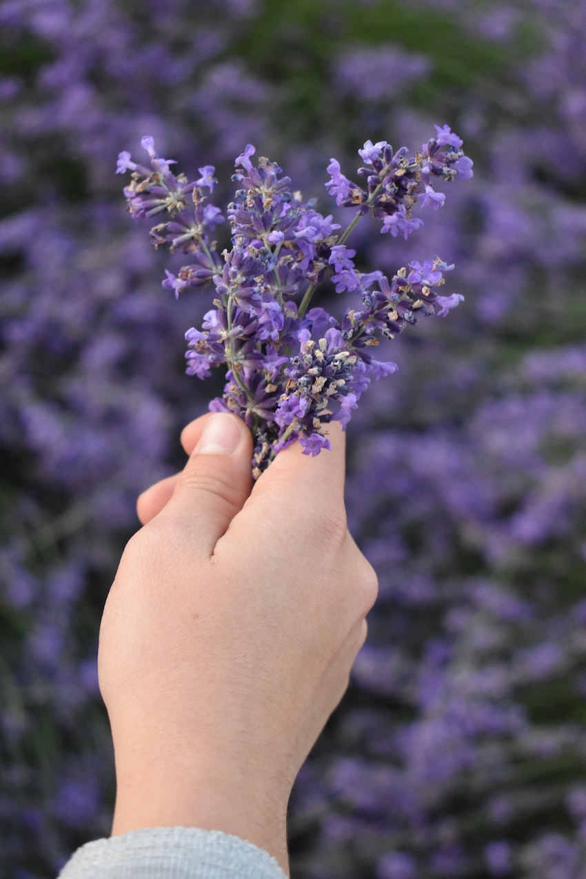 3 Soothing Herbs That Help You Relax - Lavender