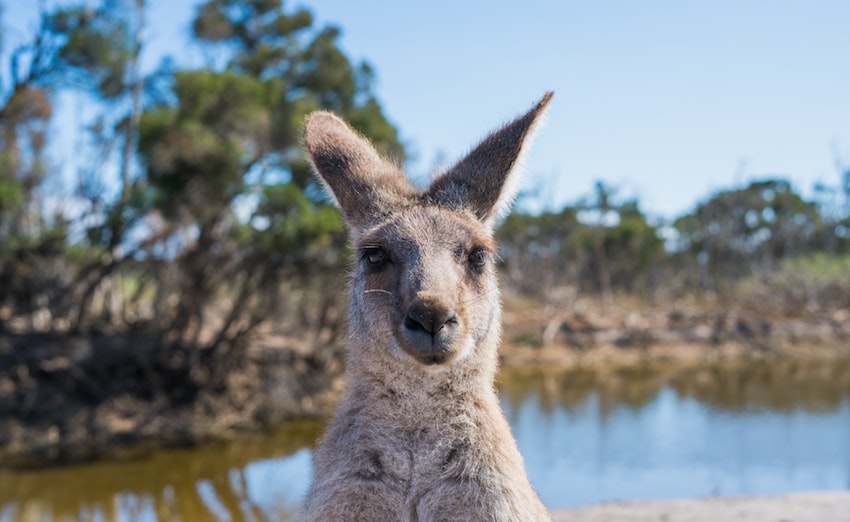 5 Places For Your Post-Coronavirus Travel Bucket List - Australia