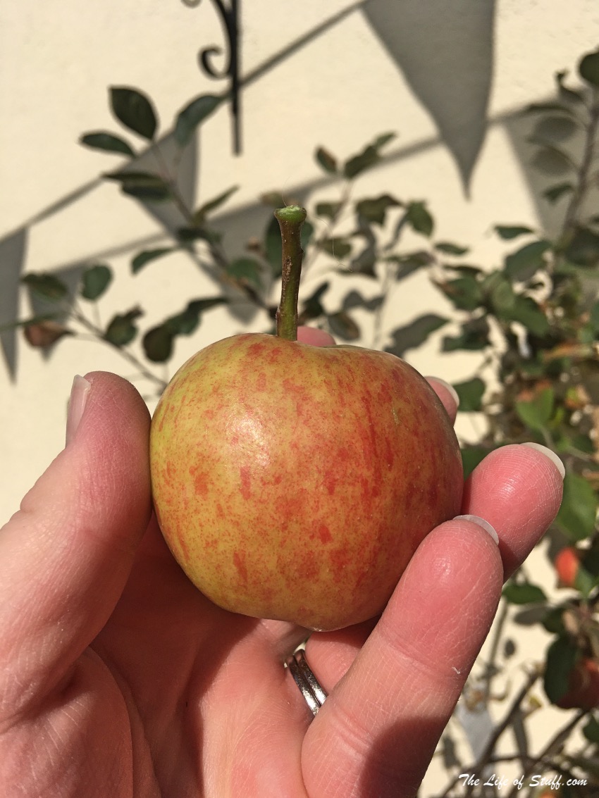 Sustainable Living – My Vegepod Review - Grow Your Own Food - Apples