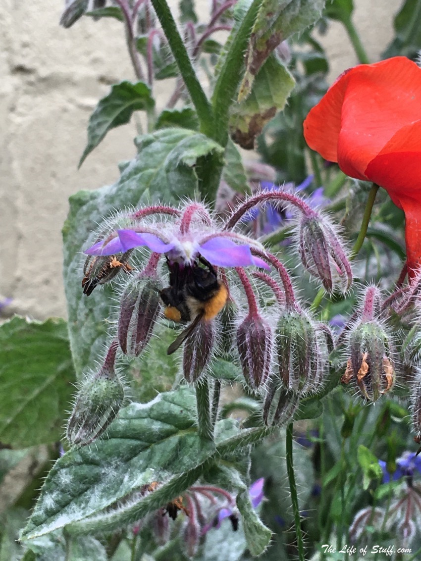 Sustainable Living – My Vegepod Review - Grow Your Own Food - Bee Friendly Flowers