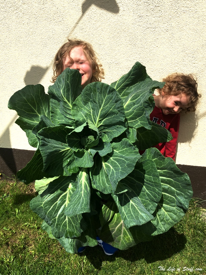 Sustainable Living – My Vegepod Review - Grow Your Own Food - Cabbage