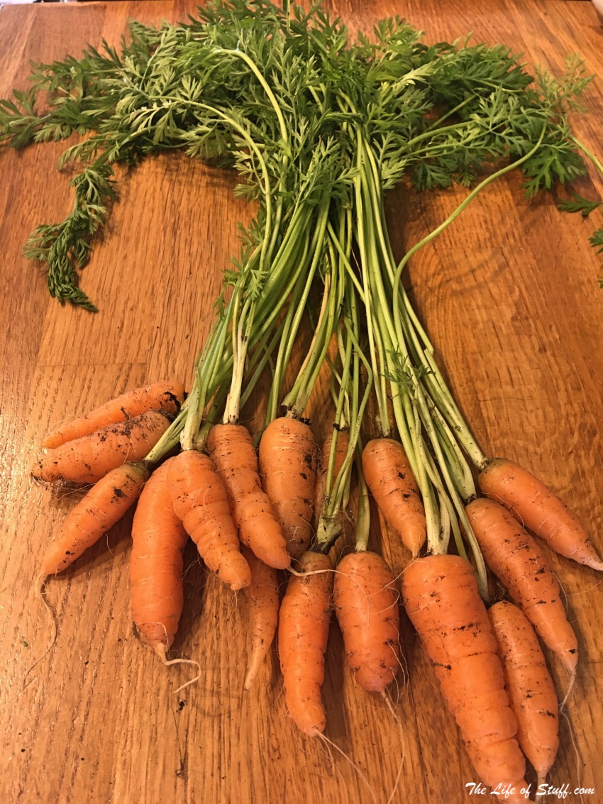 Sustainable Living – My Vegepod Review - Grow Your Own Food - Carrots