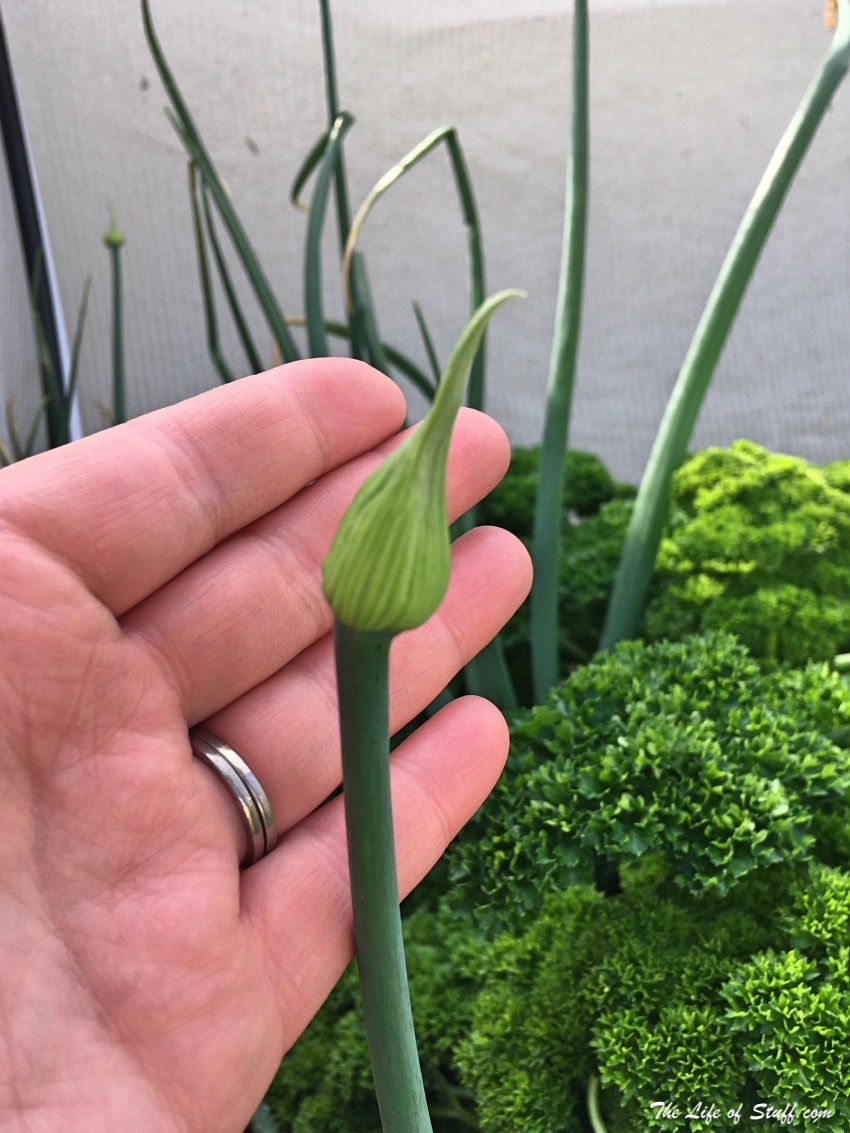 Sustainable Living – My Vegepod Review - Grow Your Own Food - Garlic