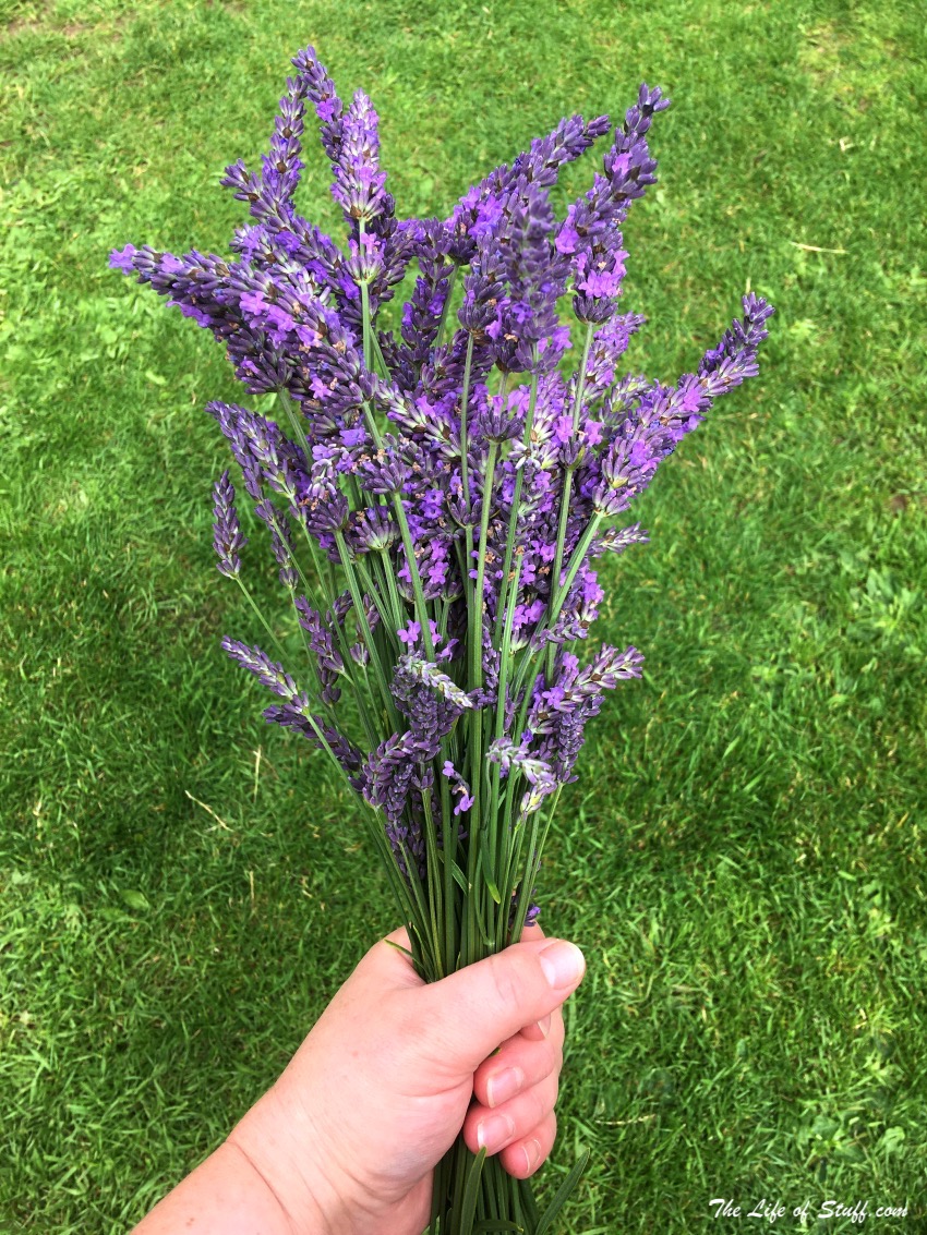 Sustainable Living – My Vegepod Review - Grow Your Own Food - Lavender