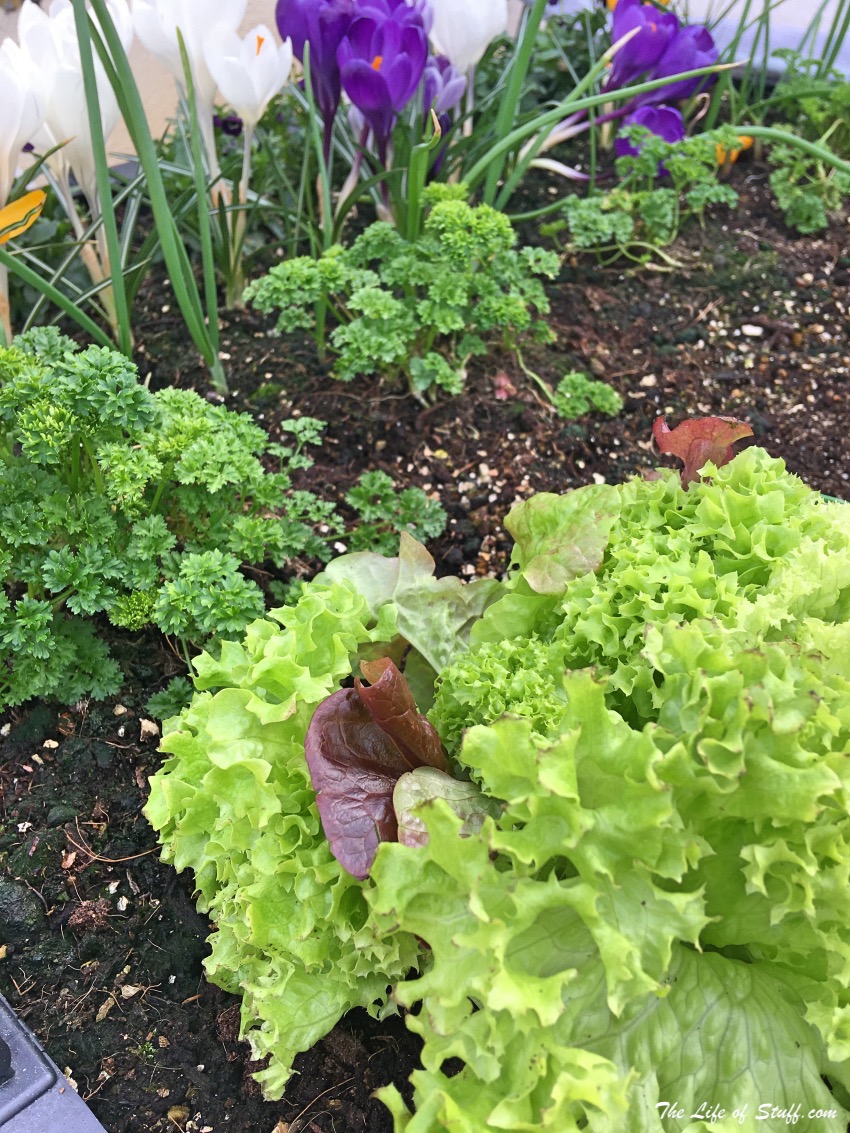 Sustainable Living – My Vegepod Review - Grow Your Own Food - Lettuce