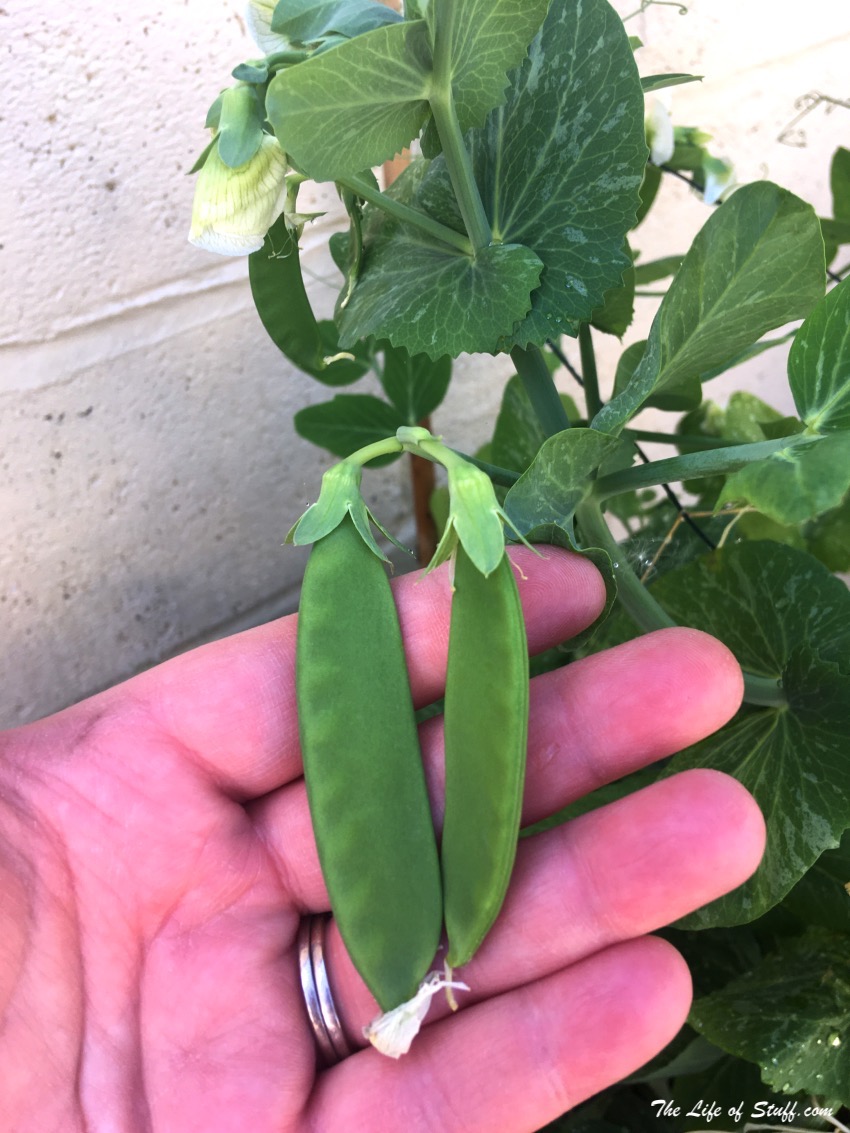 Sustainable Living – My Vegepod Review - Grow Your Own Food - Mange Tout