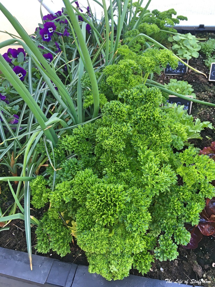 Sustainable Living – My Vegepod Review - Grow Your Own Food - Parsley and Onions