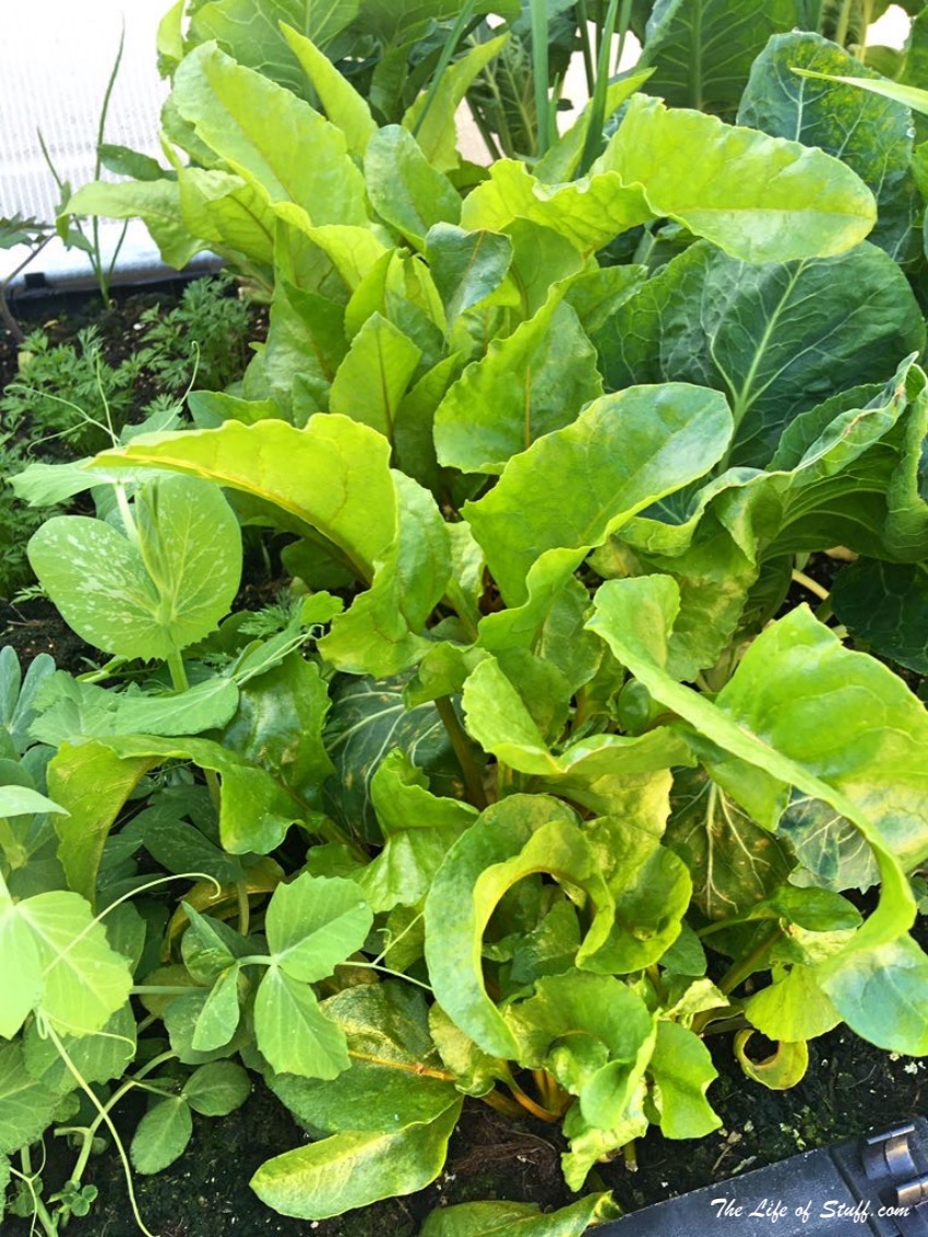 Sustainable Living – My Vegepod Review - Grow Your Own Food - Swiss Chard