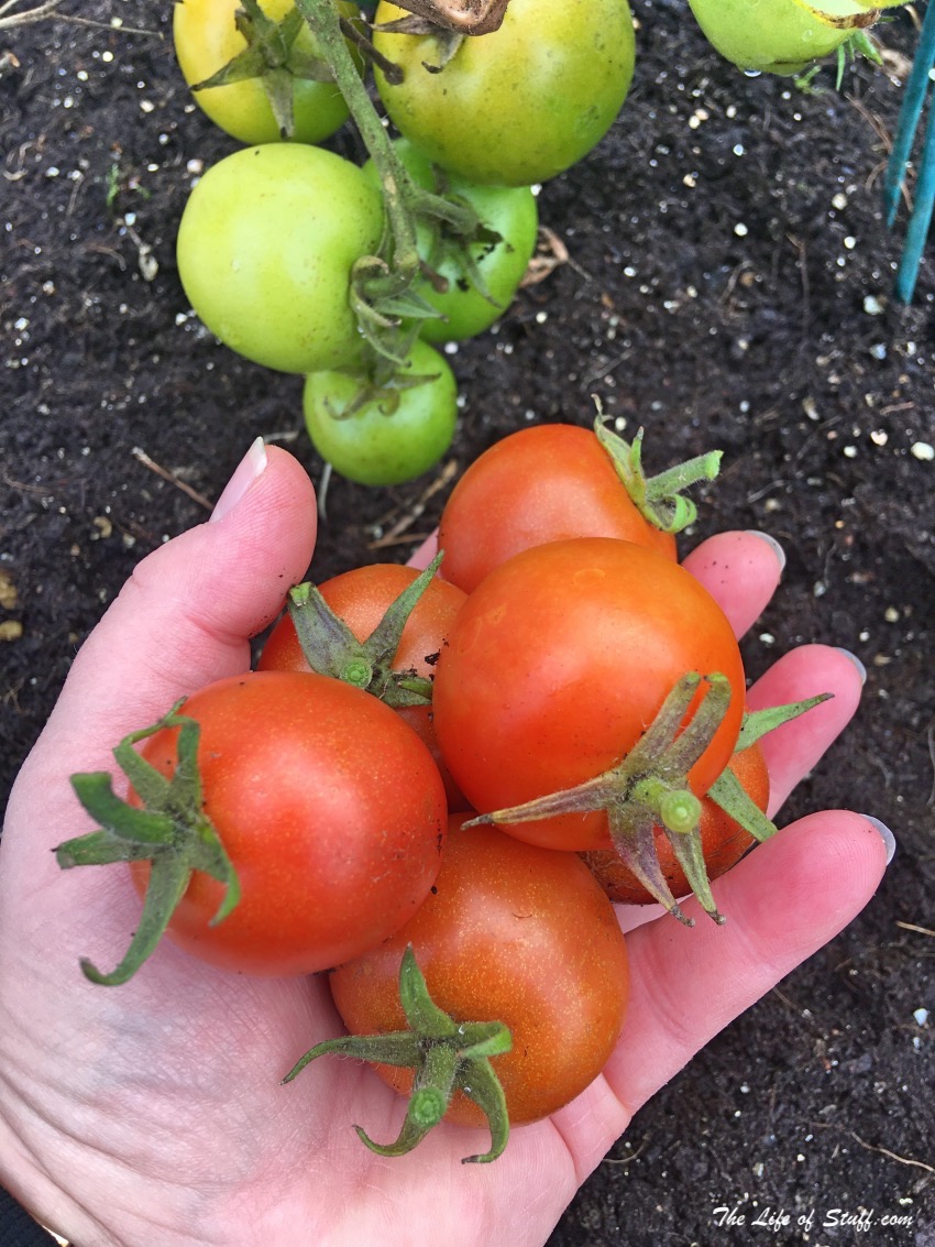 Sustainable Living – My Vegepod Review - Grow Your Own Food - Tomatoes