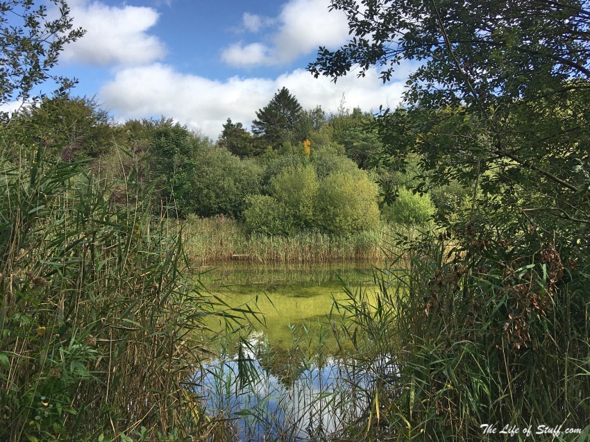 Visit Laois – 10 Fabulous Free Things to Do Outdoors - Kellyville Lake Reflections