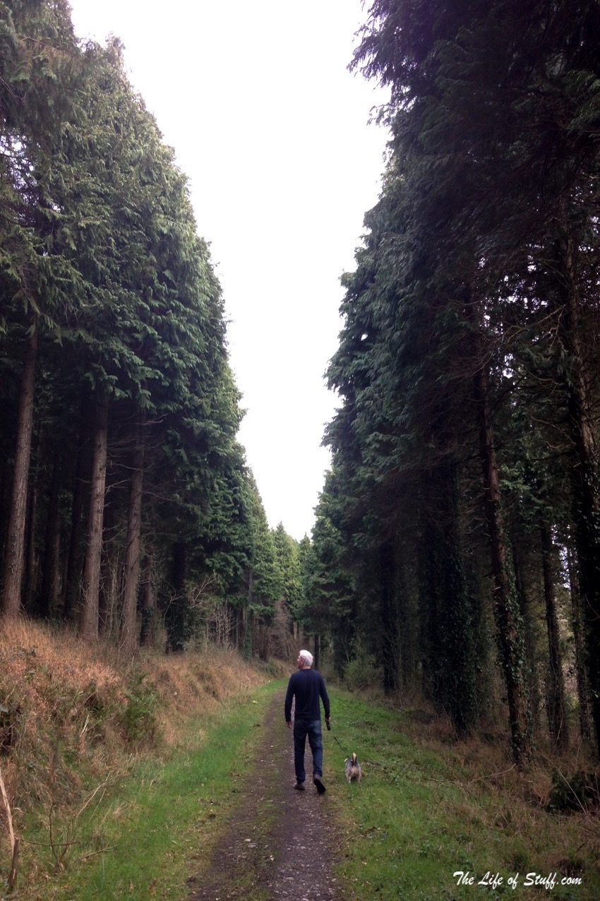 Visit Laois – 10 Fabulous Free Things to Do Outdoors - Oughaval Woods Trails