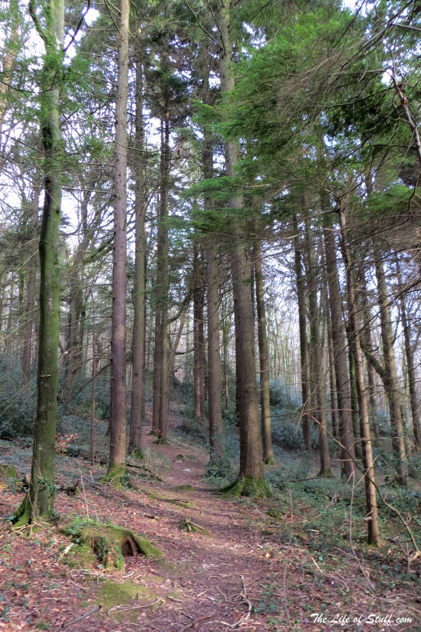 Visit Laois – 10 Fabulous Free Things to Do Outdoors - Oughaval Woods Trees