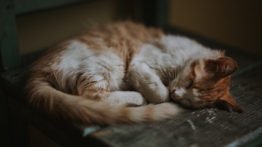 6 Ways Keeping Pets Benefits Your Child - A Sleepy Cat