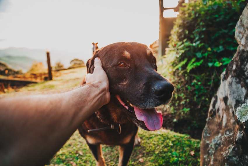 6 Ways Keeping Pets Benefits Your Child - Man Petting a Dog