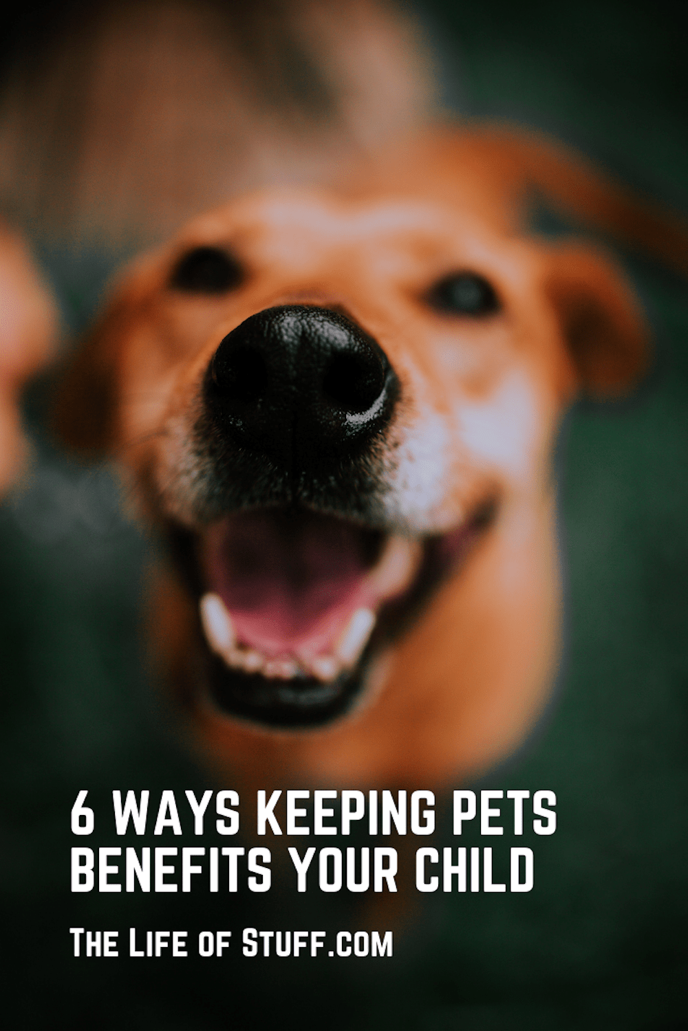 6 Ways Keeping Pets Benefits Your Child - The Life of Stuff.com