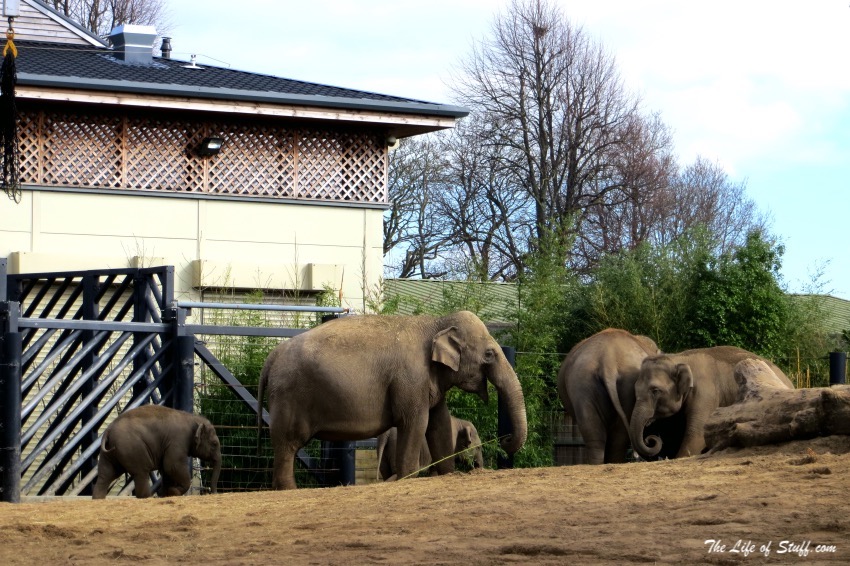 Top 10 Best Tourist Spots to Visit in Dublin - Dublin Zoo