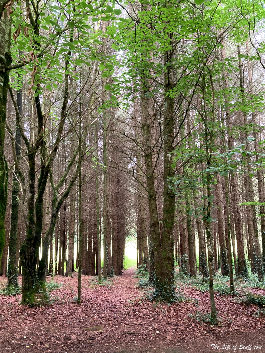 Castlecomer Discovery Park Kilkenny - For All Seasons - Woodland Walks