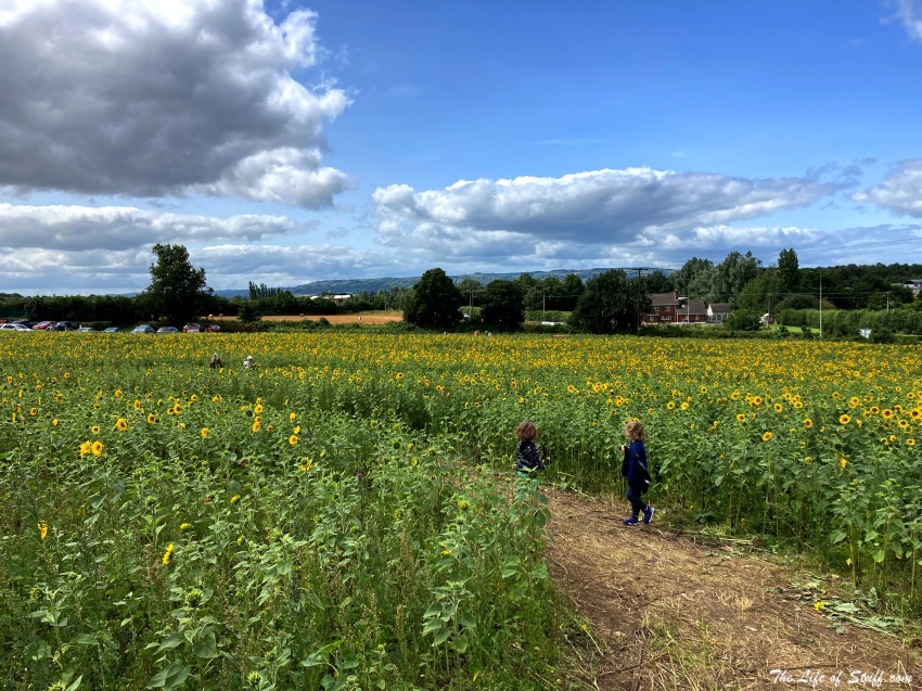 Swan's Sunflower Farm Carlow - 20 acres of sunflowers - 1km walk