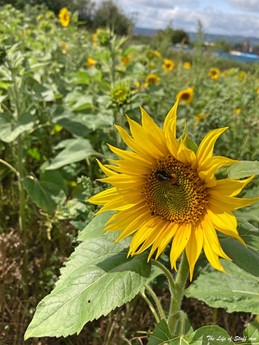 Swan's Sunflower Farm Carlow - A bee enjoying a sunflower